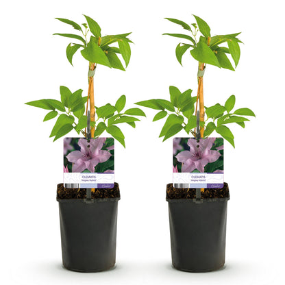 Klimplant - Clematis Hagley Hybrid - Bloem Roze - Weinig onderhoud -2 planten -  Pot 11cm Hoogte 40cm