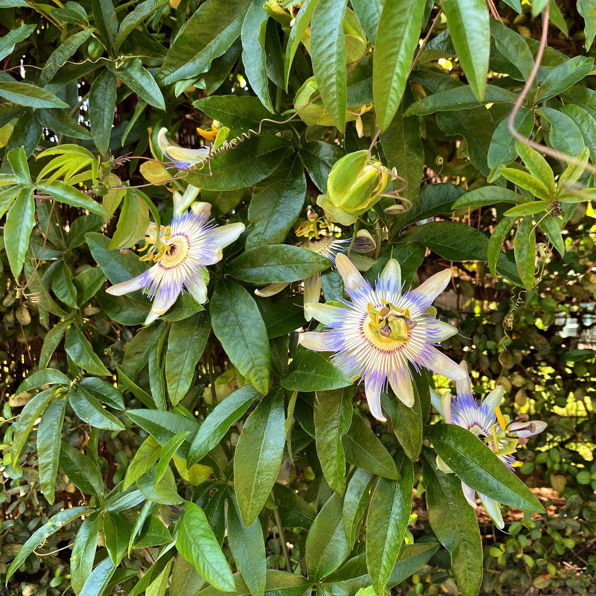 Passiebloem - Passiflora caerulea  - Bloem Blauw met Groen Wit - Weinig onderhoud - 2 planten - Pot 11cm Hoogte 40cm