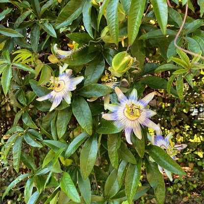 Passiebloem - Passiflora caerulea  - Bloem Blauw met Groen Wit - Weinig onderhoud - 2 planten - Pot 11cm Hoogte 40cm