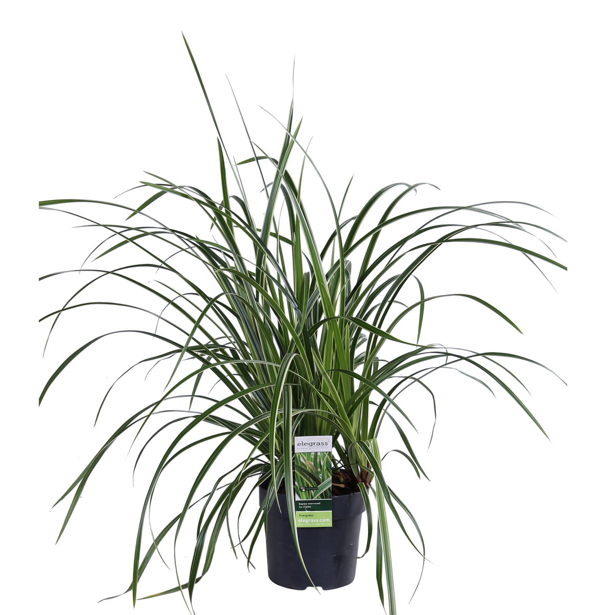 3x - Carex morrowii 'Ice Dance' - ↨30cm - Ø14
