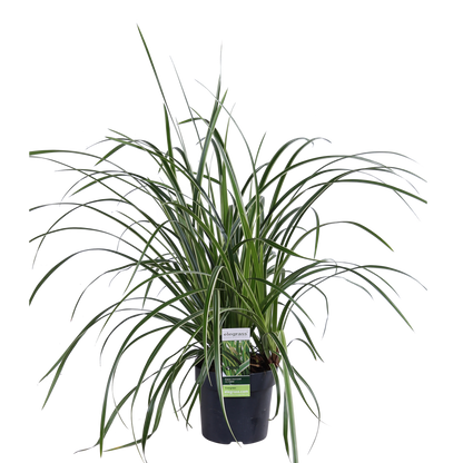 3x - Carex morrowii 'Ice Dance' - ↨30cm - Ø14