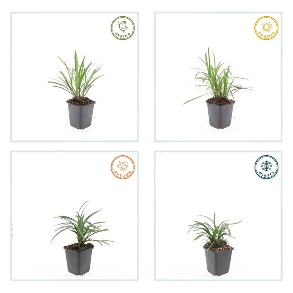 60x Liriope muscari 'Monroe White' - ↕10-25cm - Ø9cm
