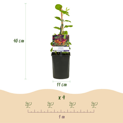 Kamperfoelie - Lonicera heckrottii Goldflame -Bbloem Roze met Geel  - Weinig onderhoud - 2 planten - Pot 11cm Hoogte 40cm