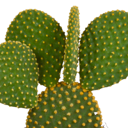 Opuntia microdasys - 12cm - zonder pot
