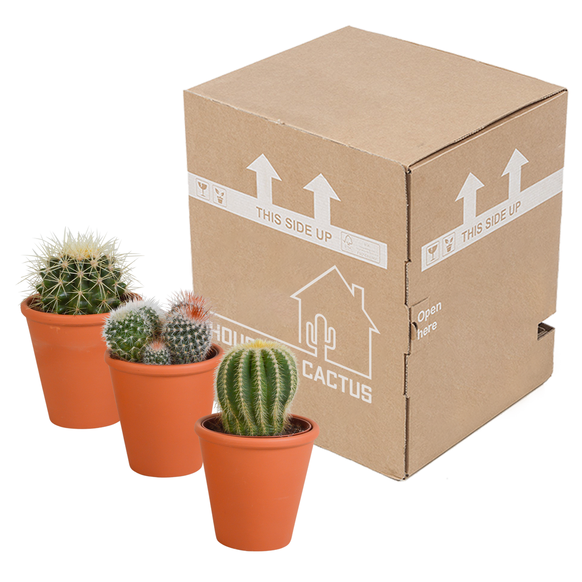 Bolcactus mix 8,5 cm | 3 stuks - in terracotta pot