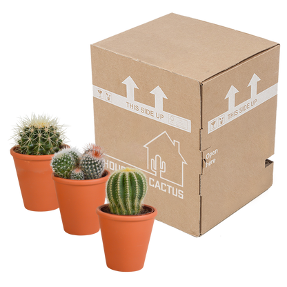 Bolcactus mix 8,5 cm | 3 stuks - in terracotta pot