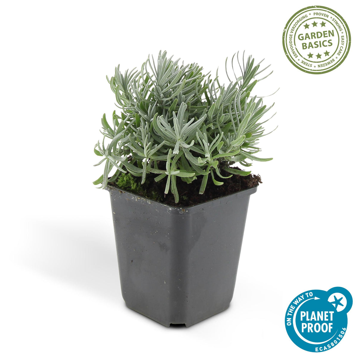 6x Lavandula 'Hidcote' - ↕10-25cm - Ø9cm