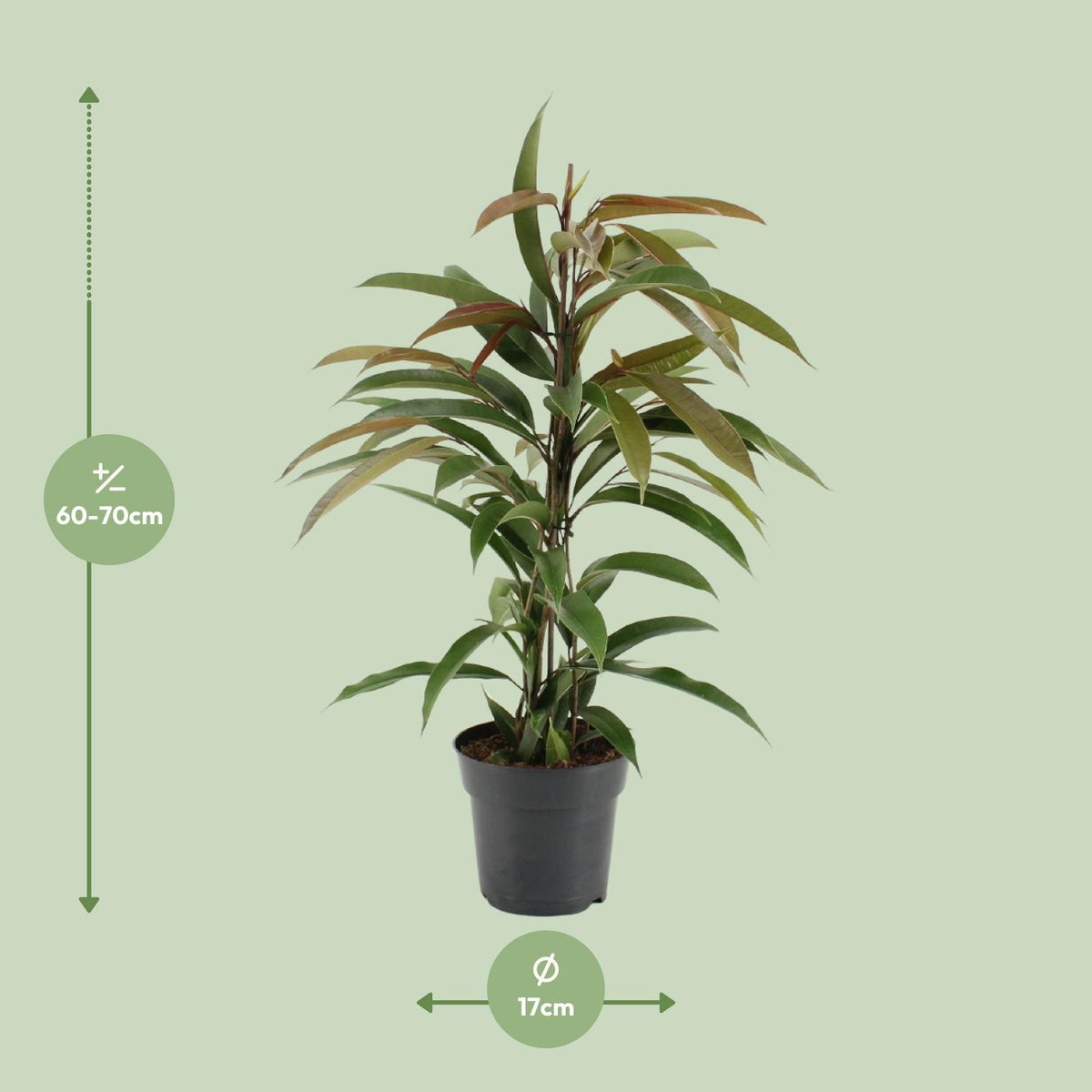 Ficus Binnendijkii Amstel King - Ø17cm - ↕70cm