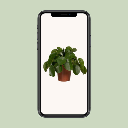 Pilea Peperomiodes - Pannekoekenplant - Ø15cm - ↕25cm
