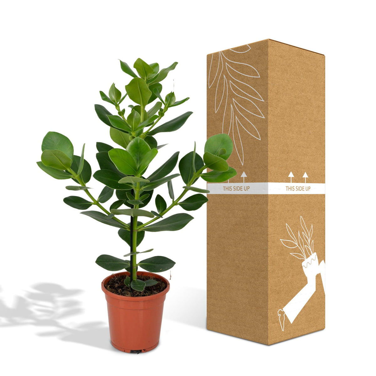 Clusia Rosea Princess - Ø17cm - ↕60cm