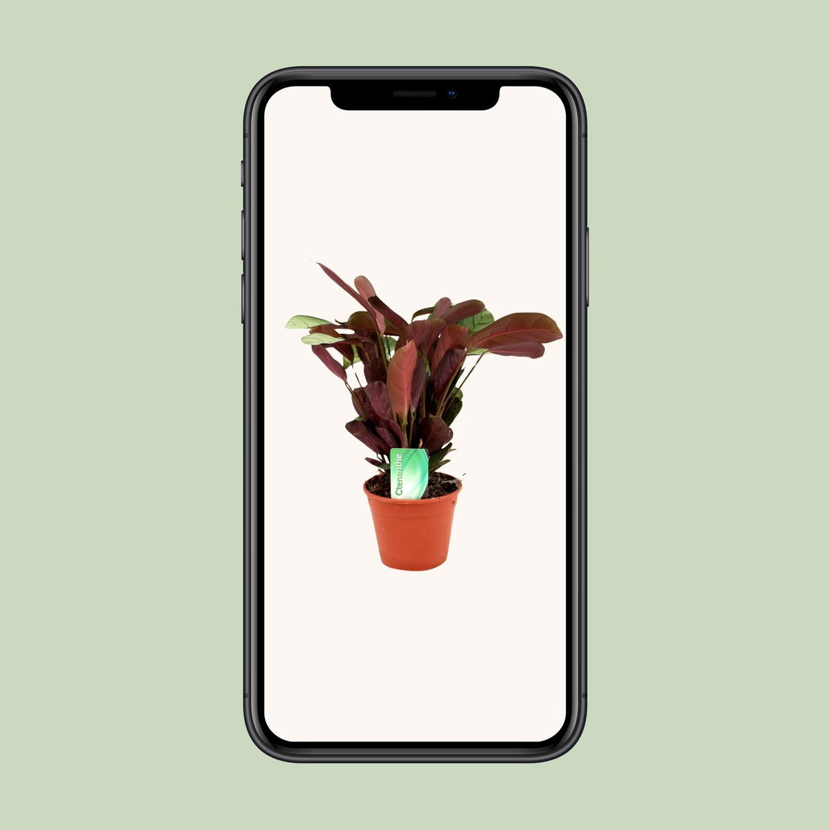 Ctenanthe Amagris - Ø14cm - ↕25cm