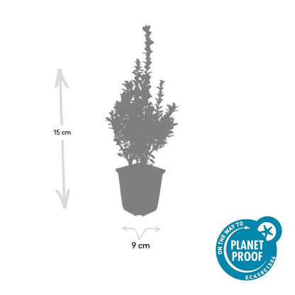 12x Buxus Sempervirens - ↕10-25cm - Ø9cm