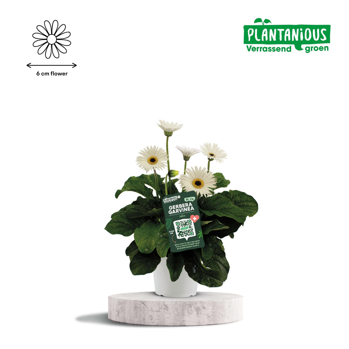 Garvinea Gerbera Wit - Ø19cm - ↕50cm