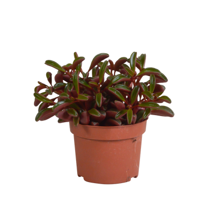 Peperomia graveolens - zonder pot