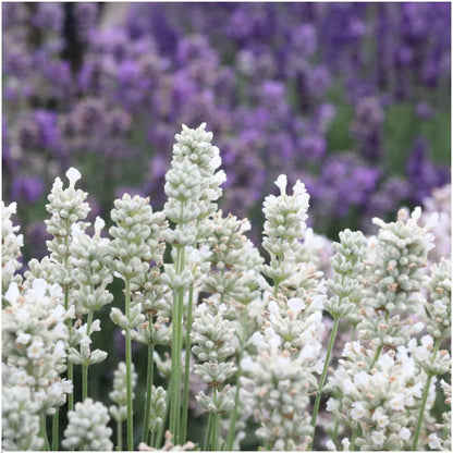 2 x 6 pack Lavendel angustifolia white - 12 x Ø7 cm - ↕15 cm