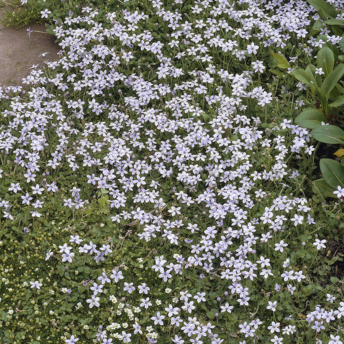 6x Isotoma fluviatilis - ↕10-25cm - Ø9cm