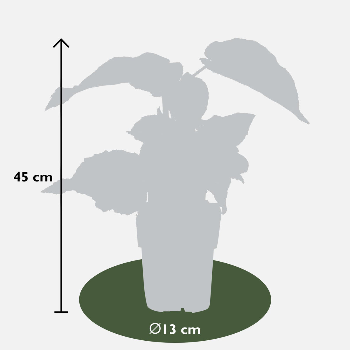 Actinidia delciosioa 'Jenny' - Kiwi - Ø13cm - ↕45cm