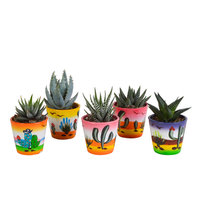 Gasteria/Haworthia mix 5,5cm - 5x - in Mexicaanse pot