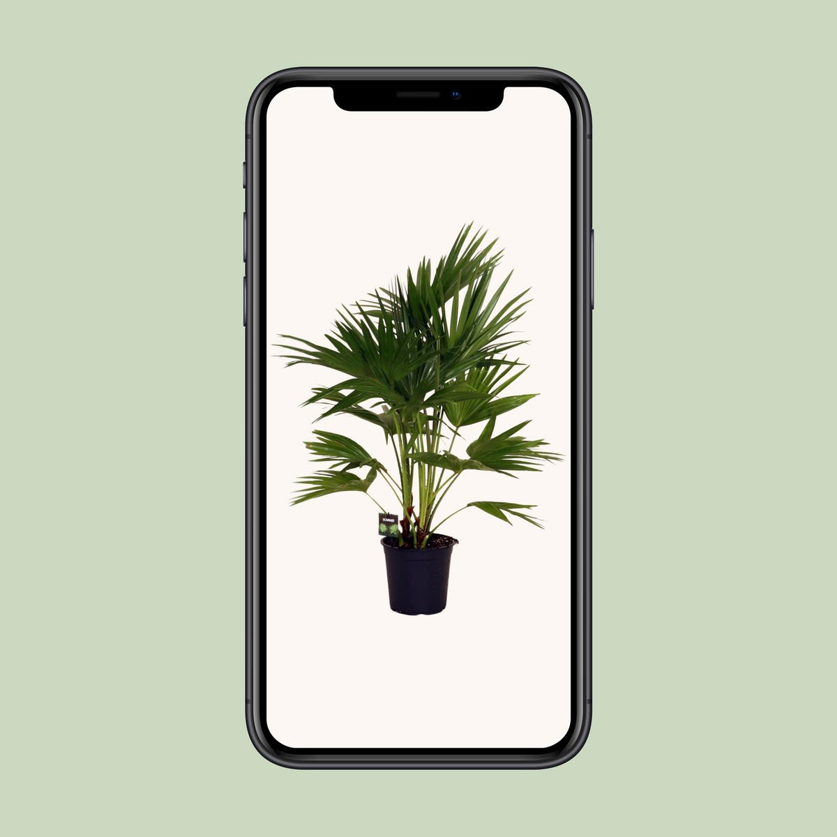 Livistona Chinensis - Ø24cm - ↕100cm