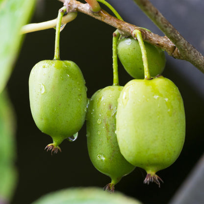 Fruitplant - Kiwi - Actinidia arguta Issai - Groene Vrucht - 2 planten -  Pot 11cm Hoogte 40cm