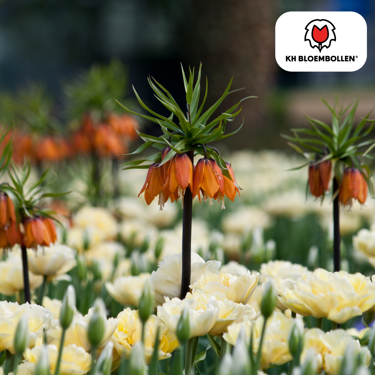Fritillaria Keizerskroon Rubra rood/oranje 5 stuks