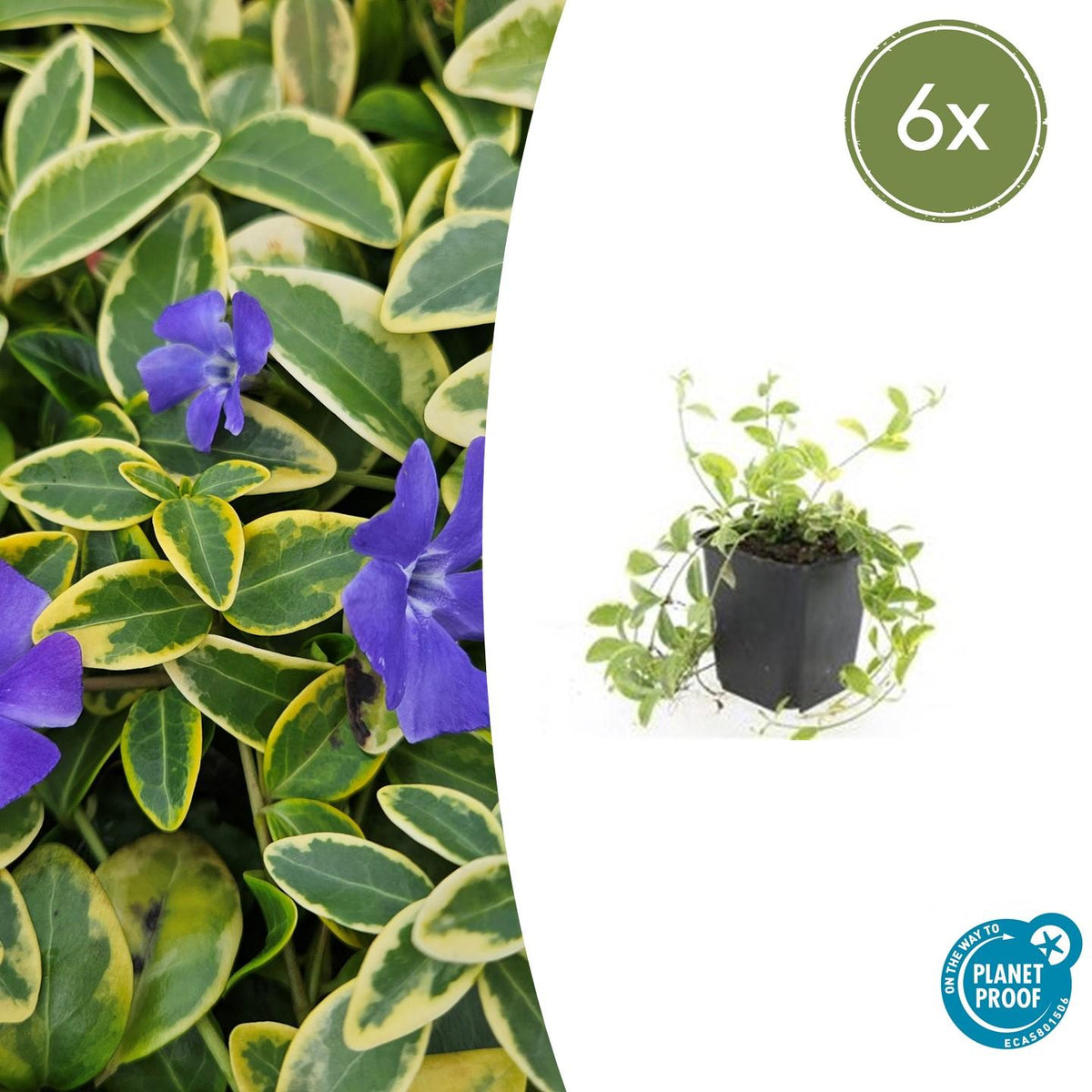 6x Vinca minor 'Aureovariegata' - ↕10-25cm - Ø9cm