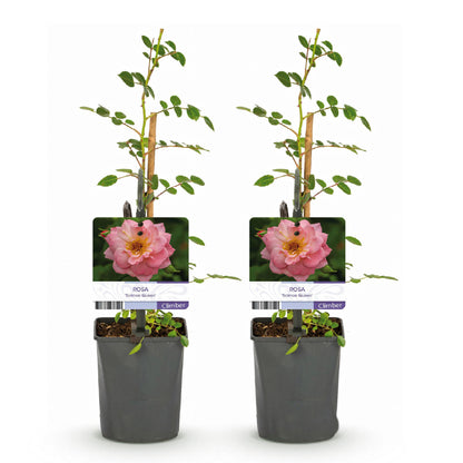 Klimroos - Rosa Salmon Queen - Bloem Licht roze - Weinig onderhoud - 2 planten - Pot 11cm Hoogte 40cm