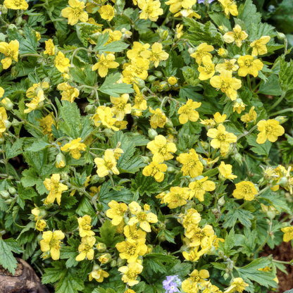 6x Waldsteinia ternata - ↕10-25cm - Ø9cm