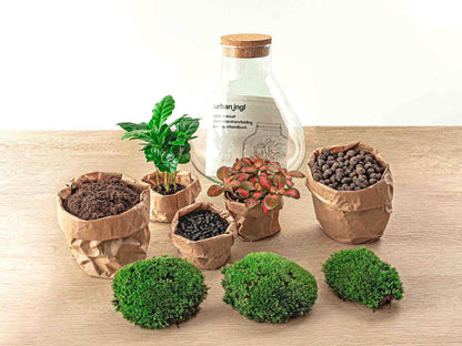 DIY terrarium - Sammie Coffea Red - Ø 22,5 cm ↑ 27 cm - Rake + Shovel + Tweezer + Scissors