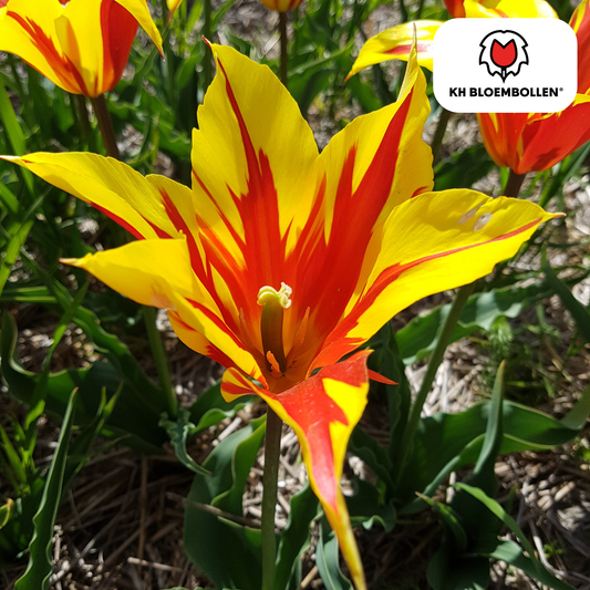 Tulpenbollen Fire Wings – 20 Stuks | KH Bloembollen® | Rood-Geel Gevlamde Tulp – Vurig & Opvallend – Voor Tuin of Pot – Maat 11/12 – Vers van de Teler