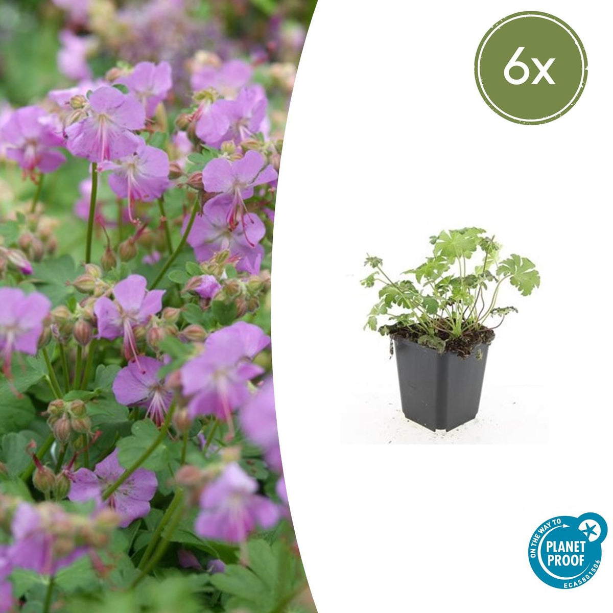 6x Geranium cant. 'Cambridge' - ↕10-25cm - Ø9cm