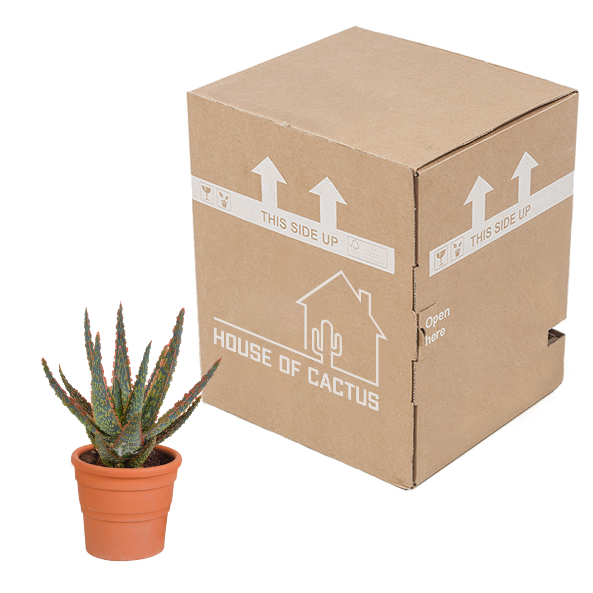 Aloë zebrina Dannyz 10,5cm - in terracotta pot