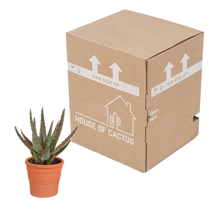 Aloë zebrina Dannyz 10,5cm - in terracotta pot