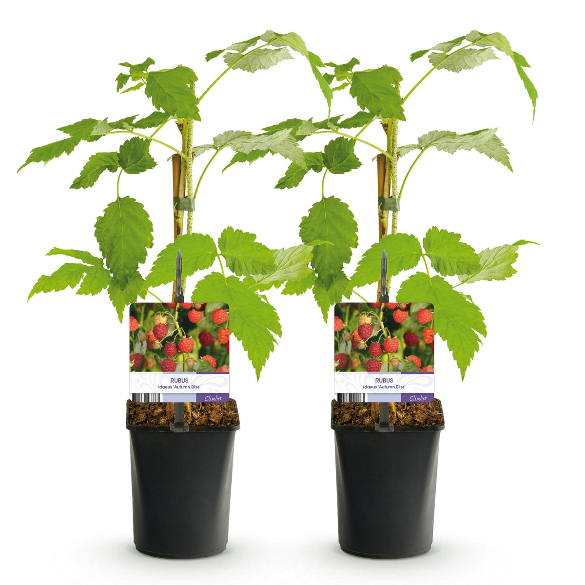 Fruitplant - Framboos - Rubus idaeus Autumn Bliss  - Rode Framboos - 2 planten -  Pot 11cm Hoogte 40cm