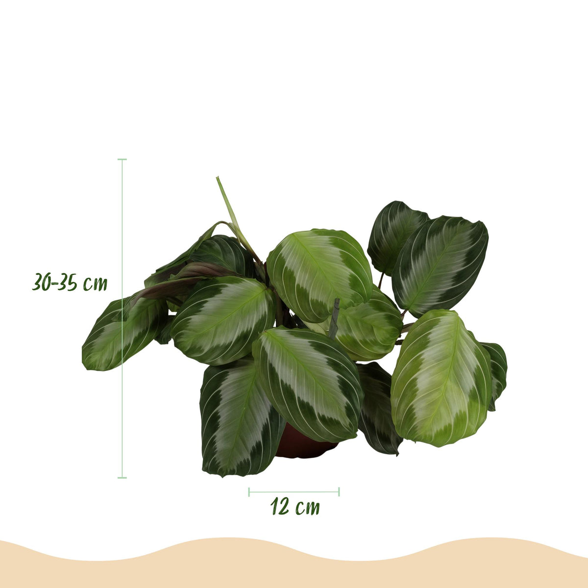 Kamerplant - Maranta Fascinator Silverband - Gebedsplant - Huisdiervriendelijke Plant - Groen - 4 Planten - met Mand - Pot 12cm - Hoogte 25cm