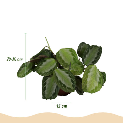 Kamerplant - Maranta Fascinator Silverband - Gebedsplant - Huisdiervriendelijke Plant - Groen - 4 Planten - met Mand - Pot 12cm - Hoogte 25cm