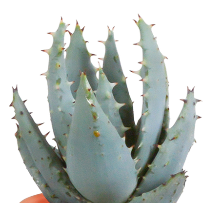 Cactus en vetplanten mix 5.5 cm | 15 stuks - in terracotta pot