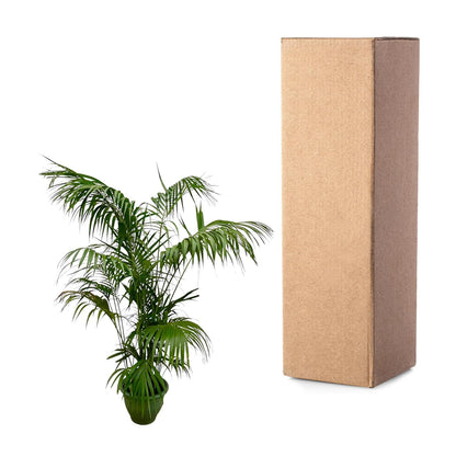 Kentia Palm XXL - 260cm - ø32-40cm