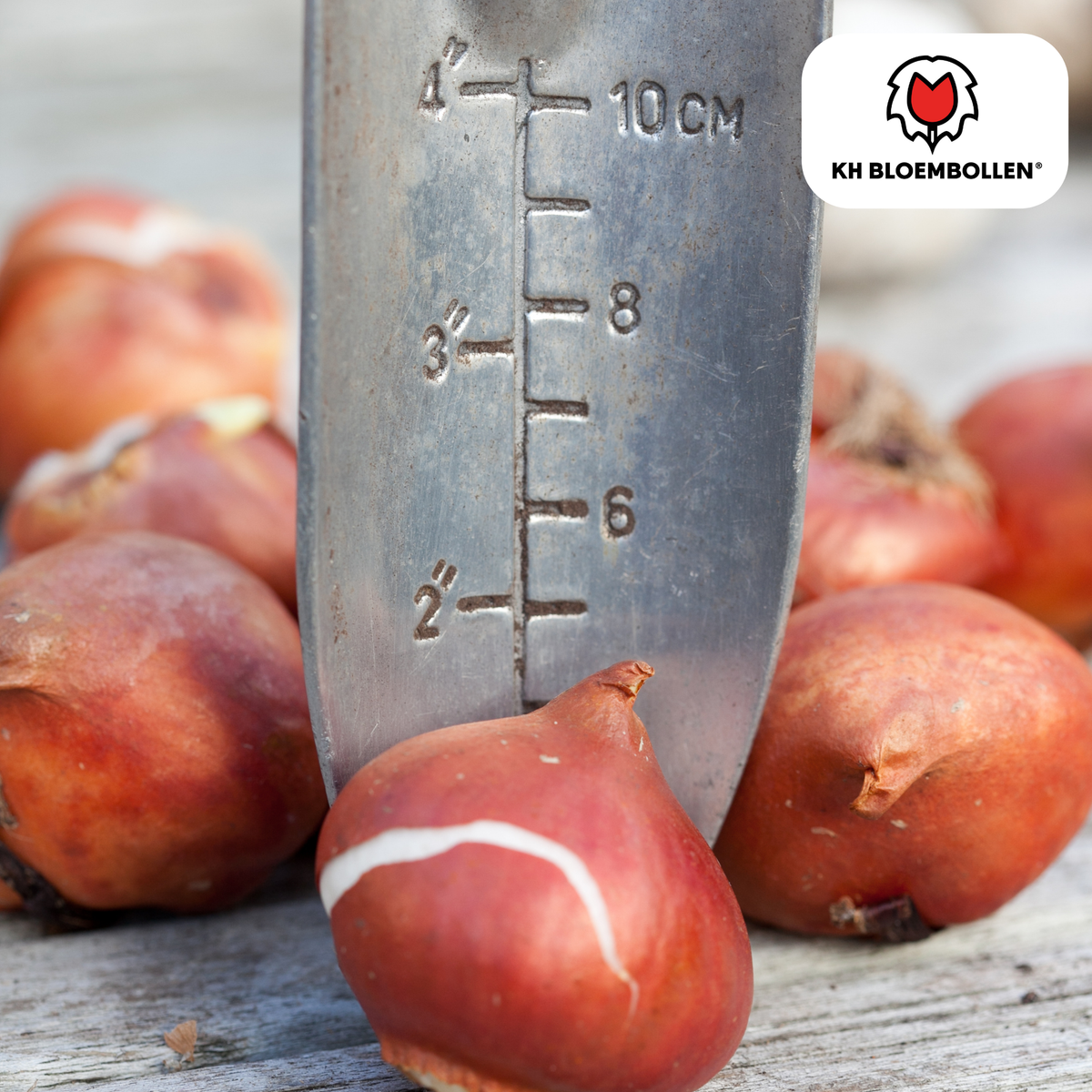 Tulpenbollen World Friendship – 20 Stuks | KH Bloembollen® | Lichtgele Tulp – Zacht, Vriendelijk & Elegant – Voor Tuin of Pot – Maat 11/12 – Vers van de Teler