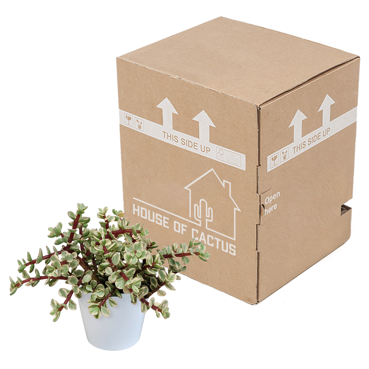 Portulacaria afra Variegata 10,5cm - in witte pot