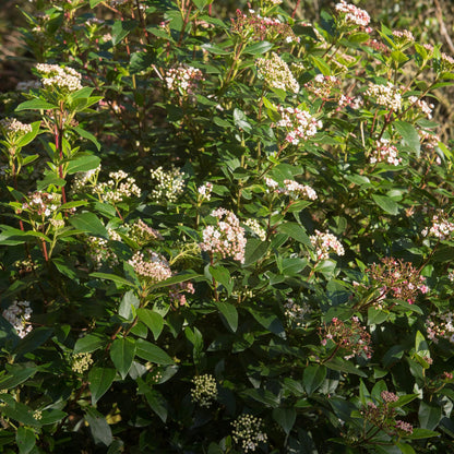 Plant op Stam - Viburnum tinus Eve Price - Terras Plant - Bladhoudend - Winterhard - Wit-Roze Bloem - Pot 19cm Hoogte 90cm