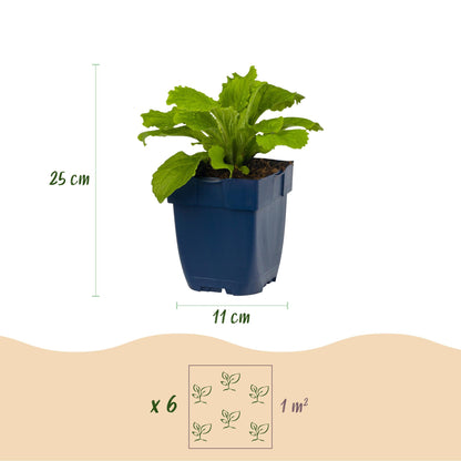 Vasteplant - Digitalis purp. Dalmatian Purple - Vingerhoedskruid - Schaduw - Paars - 6 Planten - Pot 11cm - Hoogte 15-25cm
