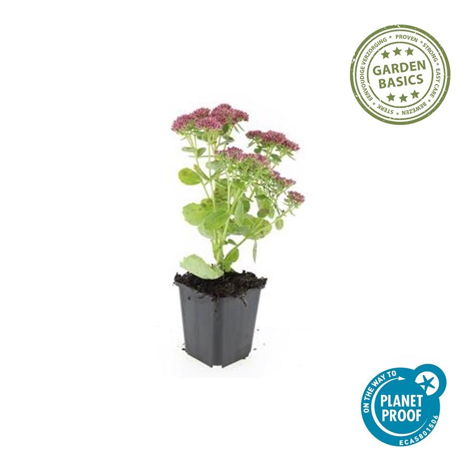 6x Sedum 'Herbstfreude' - ↕10-25cm - Ø9cm