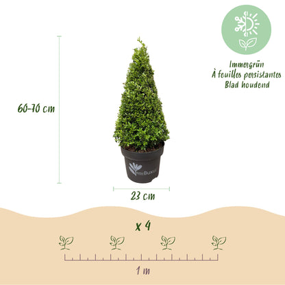 Buxus Pyramide - BetterBuxus Skylight - Resistant tegen de Buxus Schimmel - 1 Plant - Pot 23cm Hoogte 60-70cm