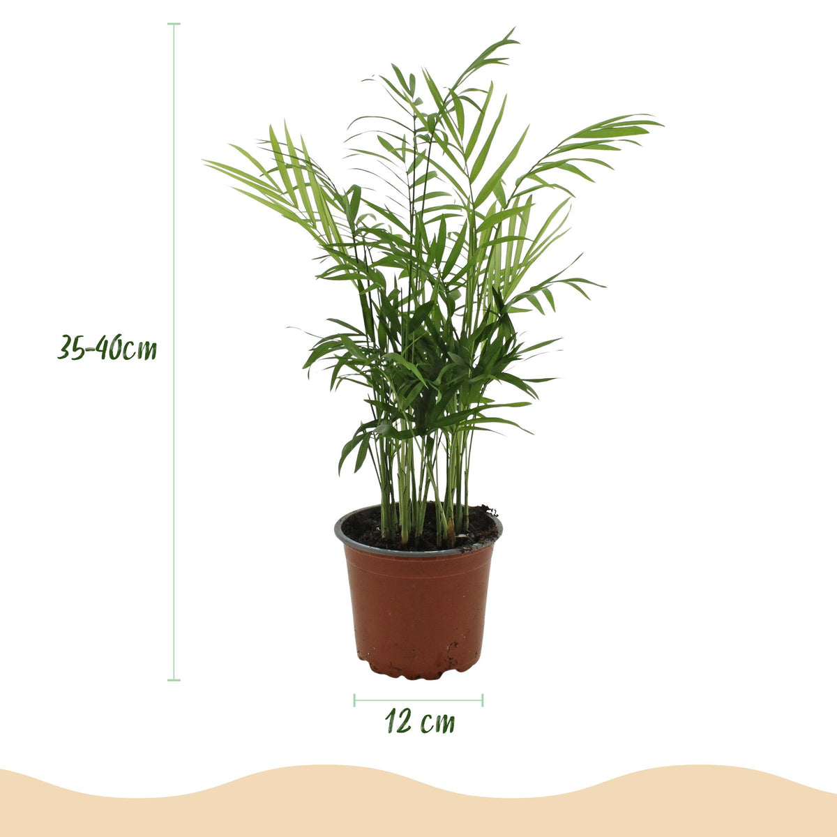 Kamerplant - Chamaedorea elegans - Goudpalm - Huisdiervriendelijke Plant - Groen - 4 Planten - met Potter Wit - Pot 12cm - Hoogte 15cm