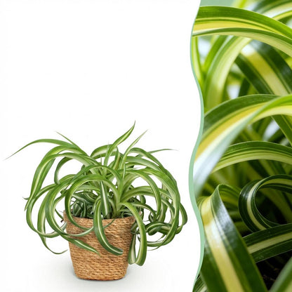 Kamerplant - Chlorophytum comosum Bonnie - Krullende Graslelie - Huisdiervriendelijke Plant - Groen - 1 Plant - met Mand - Pot 12cm - Hoogte 20cm