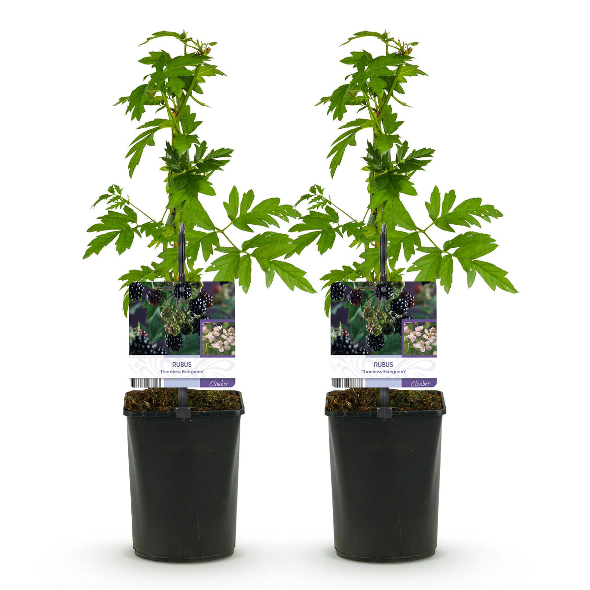 Fruitplant - Braam - Rubus Thornfree Evergreen - Zwarte Braam - Doornloos - 2 planten -  Pot 11cm Hoogte 40cm