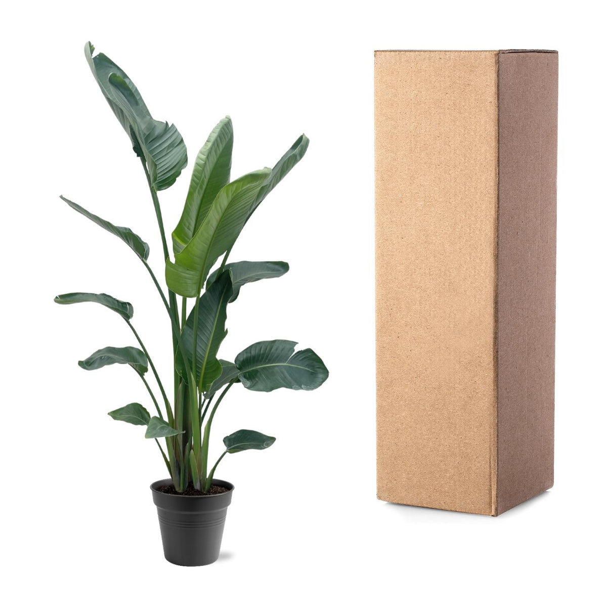 Strelitzia Nicolai XXL - 190 - 225 cm - ø34-45