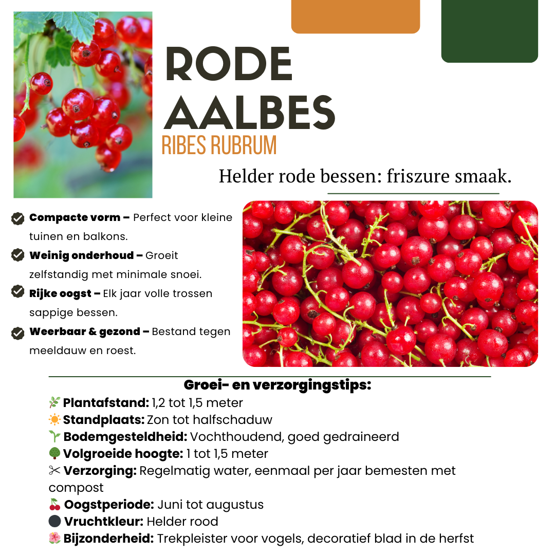 6 x Biologische Kruisbessenplanten - Ø 13 cm - ↨ 20 cm