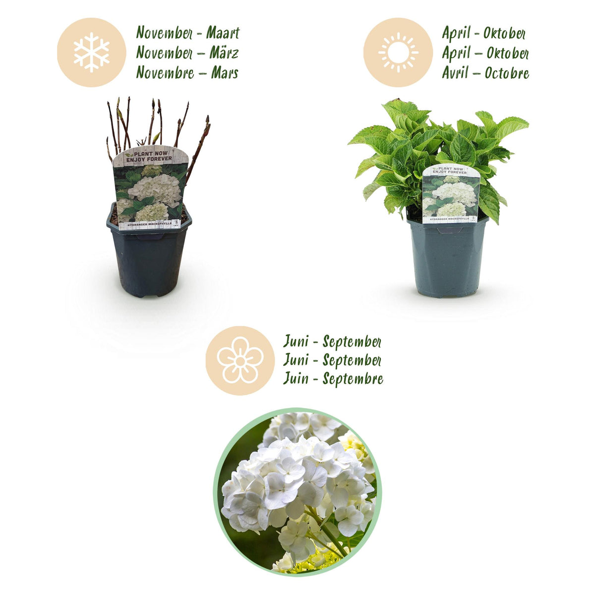 Hortensia - Hydrangea macrophylla Blue - Bloem Wit - 1 Plant - Bladverliezend - Weinig Onderhoud - Pot 17cm Hoogte 30cm